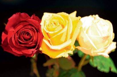 Rosas